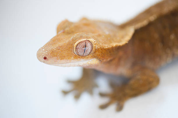 istock portrait of a New Caledonian Crested Gecko (Rhacodactylus ciliatus). 488578411