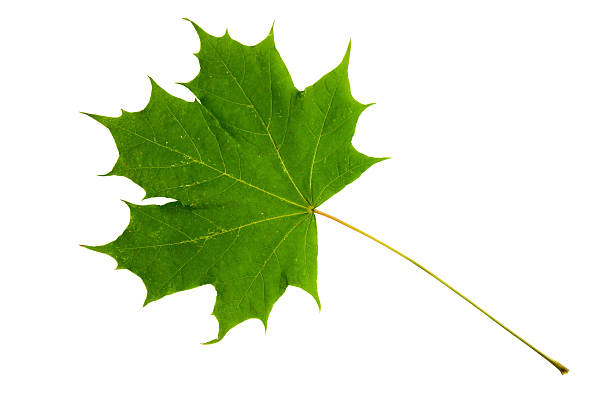 grünes blatt von ahorn baum, isoliert auf weißem hintergrund - sugar maple stock-fotos und bilder