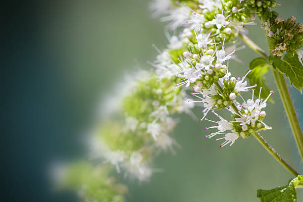 pianta di menta in fiore bianco fiore in estate close-up - flower single flower macro focus on foreground foto e immagini stock