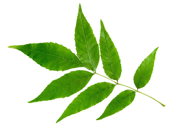 istock Green leaf of maple tree isolated on white background 488578651