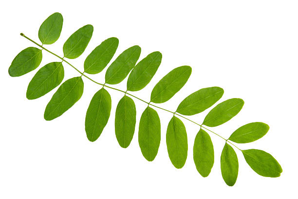 istock Green leaf of acacia tree isolated on white 488578675