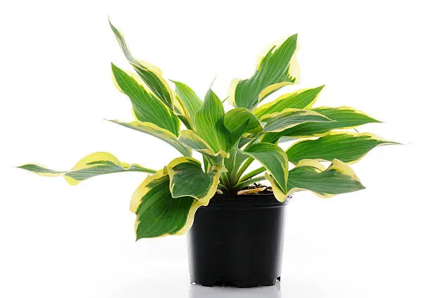 pot with hosta "Wide Brim" on white background