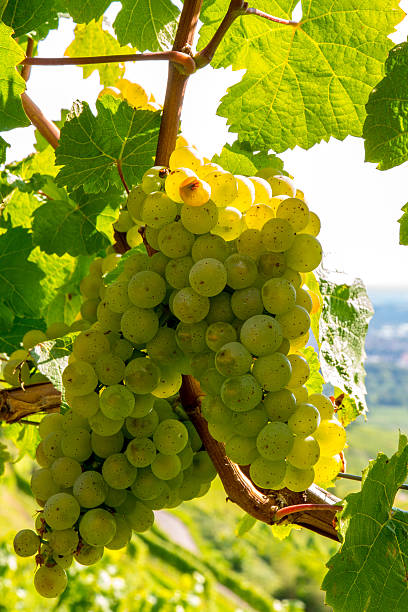 Grapes White grapes on the vine hrant dink stock pictures, royalty-free photos & images