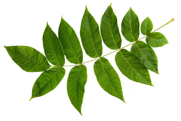 Photo of Green leaf of ash-tree isolated on white background