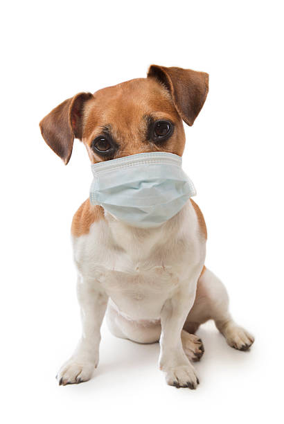 犬の医療関係の職業 - dog illness humor pets ストックフォトと画像