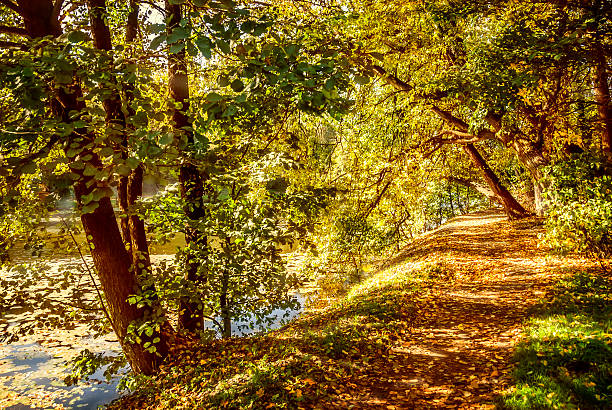 Autunno nel parco - foto stock