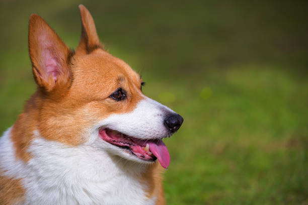 istock Welsh Corgi Pembroke dog 488580054