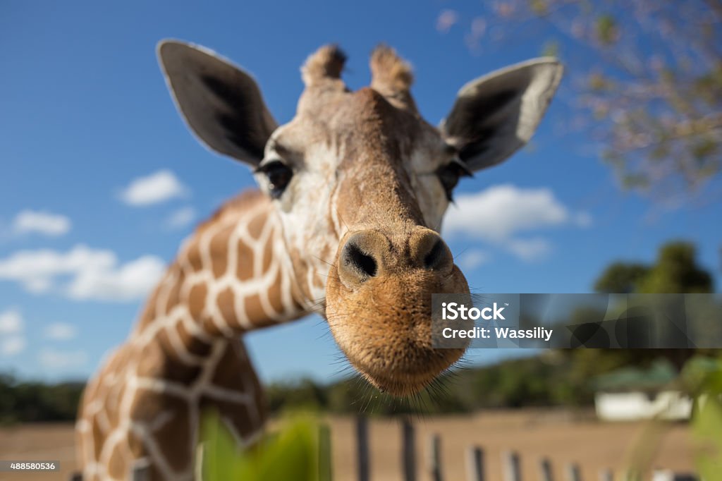 Giraffe vor Kilimandscharo mountain - Lizenzfrei Giraffe Stock-Foto