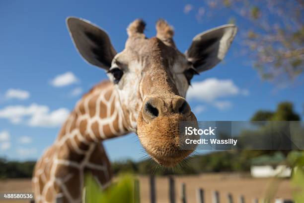 Giraffe Vor Kilimandscharo Mountain Stockfoto und mehr Bilder von Giraffe - Giraffe, Zoo, Tier