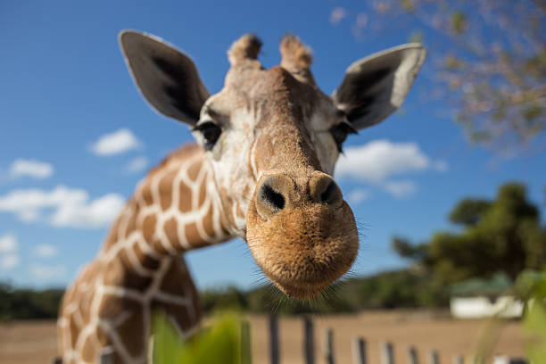giraffa nella parte anteriore del monte kilimanjaro - zoo struttura con animali in cattività foto e immagini stock