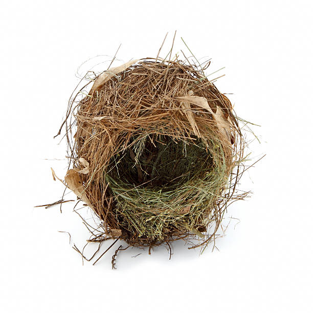 Real empty bird nest stock photo