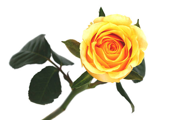 yellow rose isolated stock photo