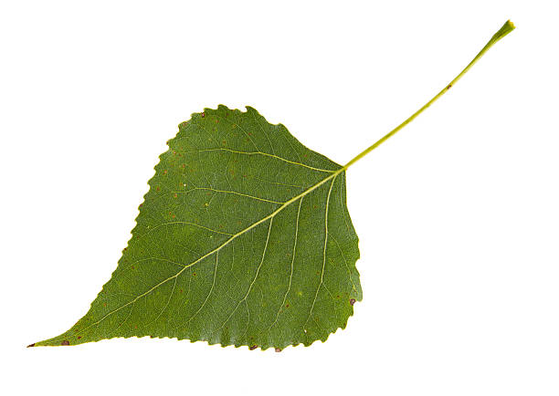 Green leaf of poplar tree isolated on white background High resolution green leaf of poplar tree isolated on white background cottonwood tree stock pictures, royalty-free photos & images
