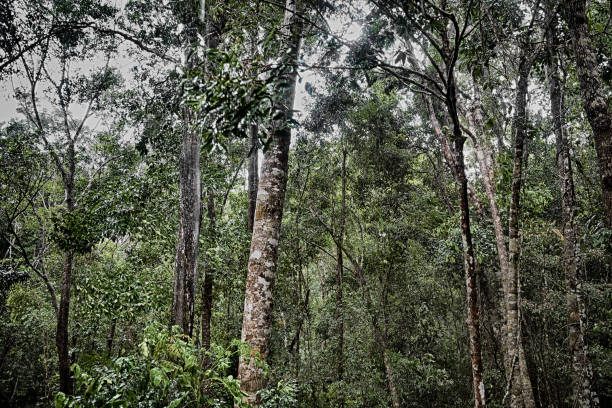 istock Rainforest Trees in Queensland, Australia 488593447