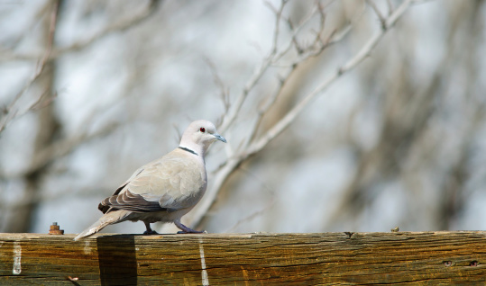 A Eurasian collared-dove perched on wooden post. Commerce city, Colorado.