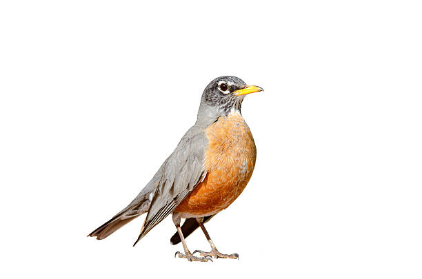 American robin isolated American robin isolated on a white background. thrush bird stock pictures, royalty-free photos & images