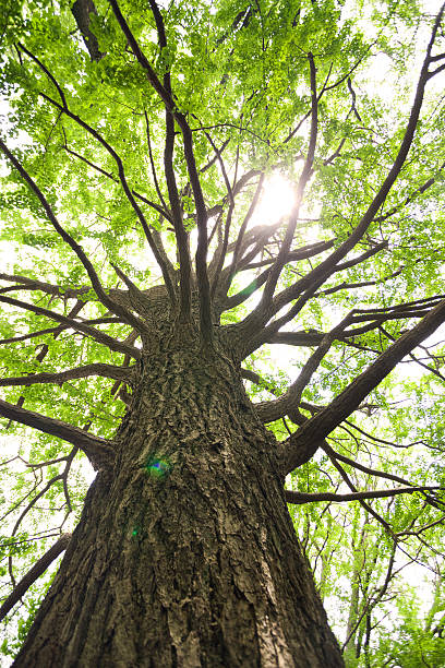 istock Big tree of the fresh green ginkgo 488594727