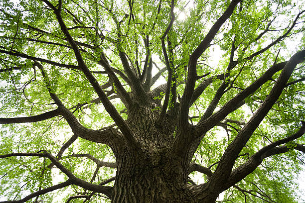 istock Big tree of the fresh green ginkgo 488594741