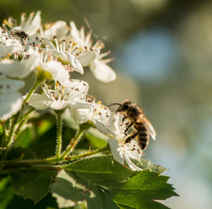 bee collects nectar and pollen from flowers of hawthorn, spring season