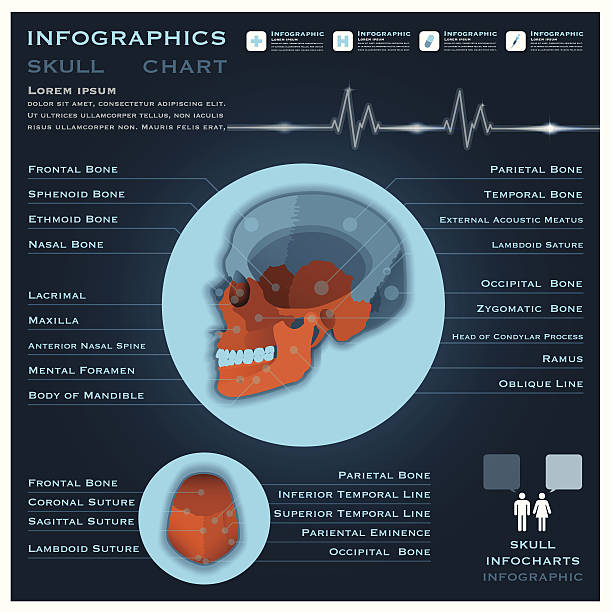 schädel infografik infocharts medizin und gesundheit - kamera film grafiken stock-grafiken, -clipart, -cartoons und -symbole