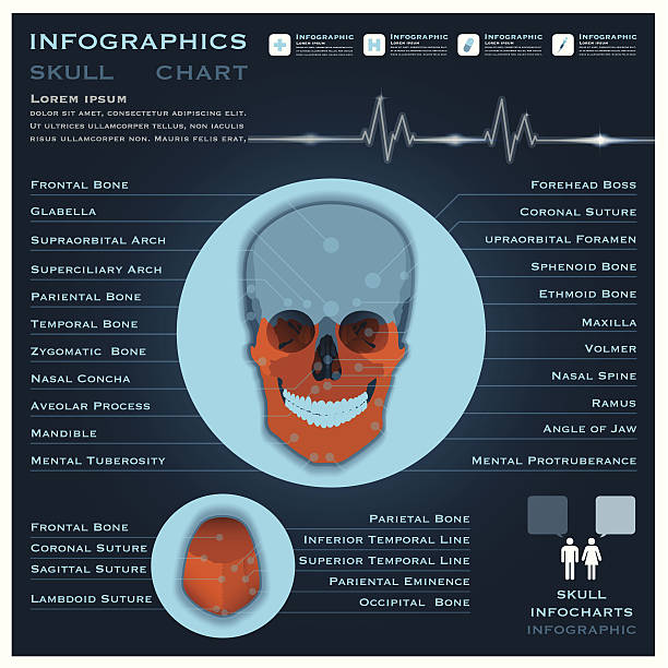 schädel infografik infocharts medizin und gesundheit - kamera film grafiken stock-grafiken, -clipart, -cartoons und -symbole