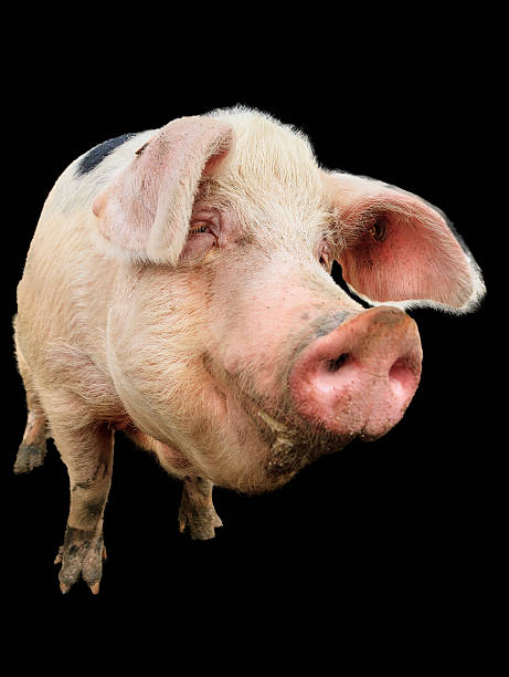 istock Happy pig portrait on black 488596278