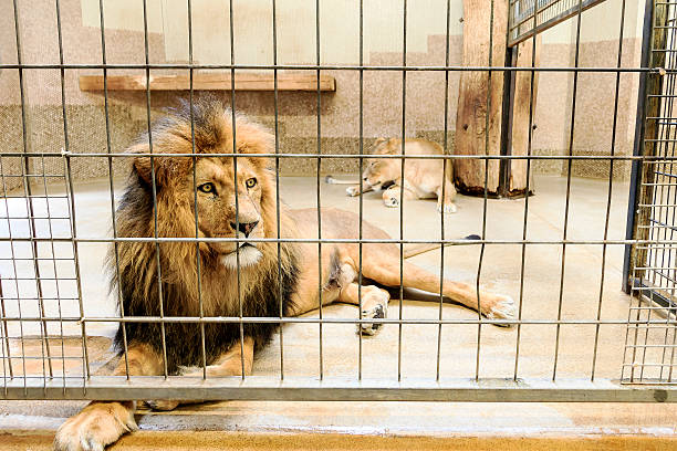 Lion in captivity Beautiful lion (panthera leo) in a cage in captivity captive animals stock pictures, royalty-free photos & images