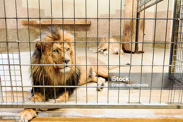 Lion In Captivity Stock Photo - Download Image Now - Lion - Feline, Zoo, Cage