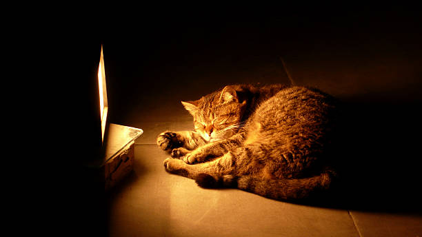 istock cat sleeping in front of Fireplace in Turkey 488597065