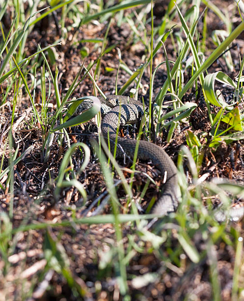 istock Grass or ringed snake on the ground 488597119