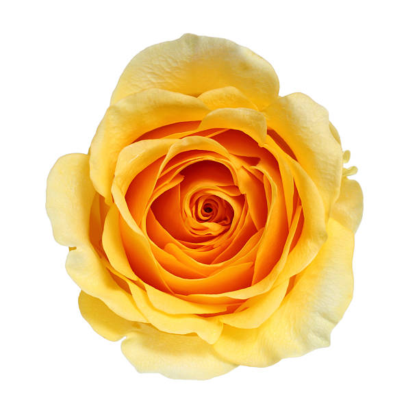 Yellow Rose isolated stock photo