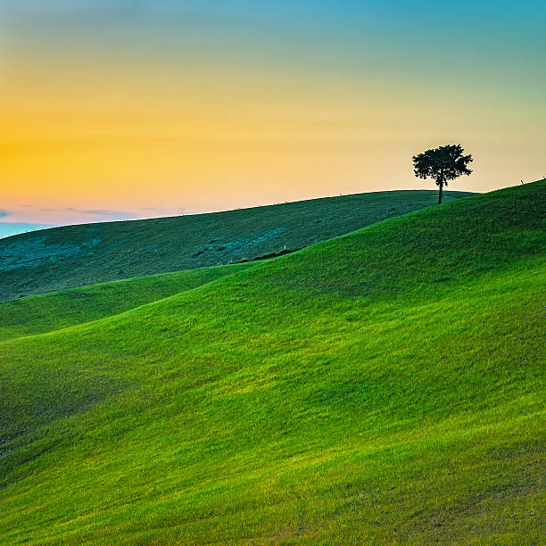 istock Tuscany, lonely tree and green fields on sunset. Volterra, Pisa, 488597260