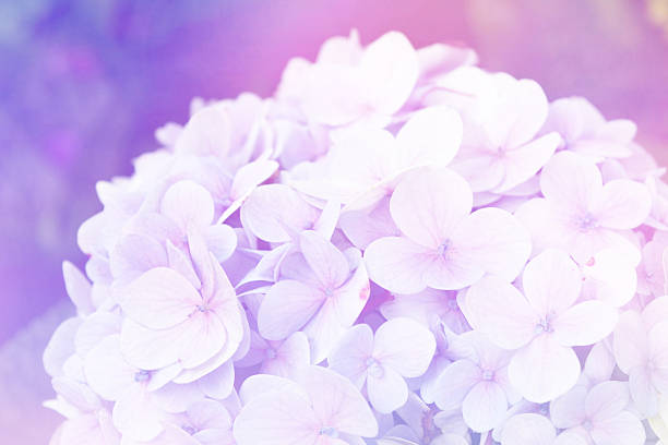 istock Hydrangea flowers in soft color style for Abstract background. 488597380