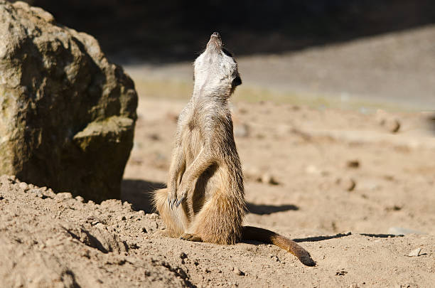 meerkat Meerkat ausschau halten stock pictures, royalty-free photos & images