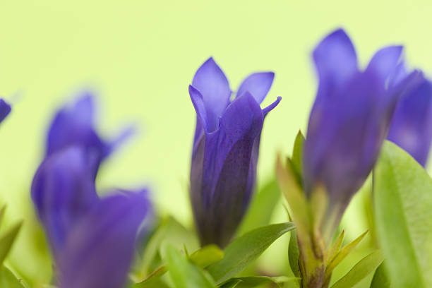 Flowers of gentian