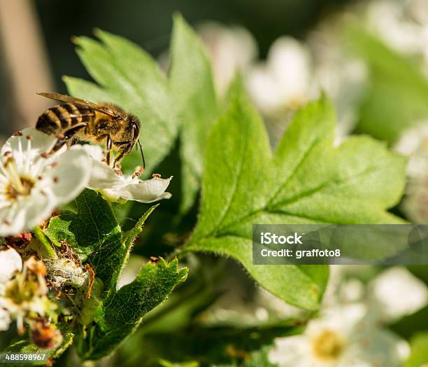 ハナバチと花 - おしべのストックフォトや画像を多数ご用意 - おしべ, まぶしい, クローズアップ