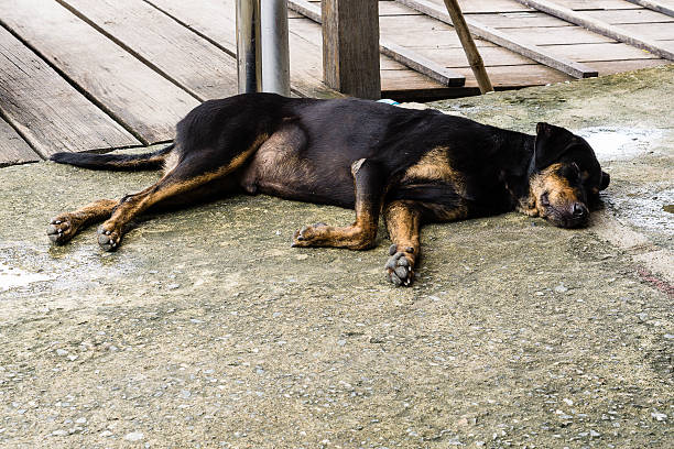 istock Homeless Lonely Street Dog 488599022
