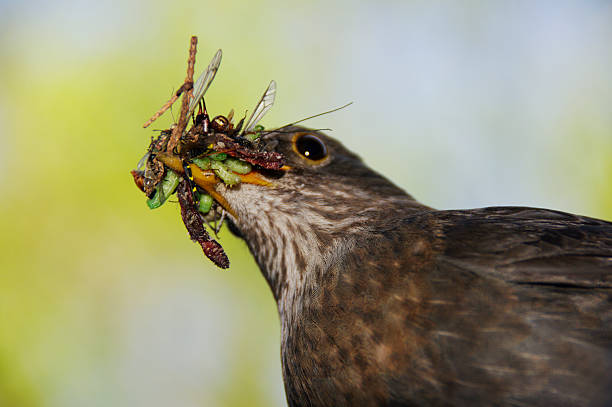 Blackbird with food for here young in close up