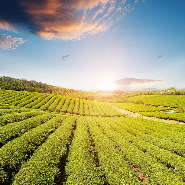 istock Beautiful pattern of bright, green tea garden on the hill 488599237