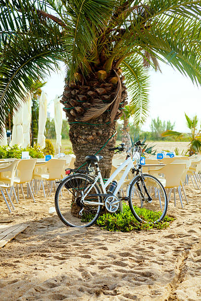 Bike on  palm tree stock photo