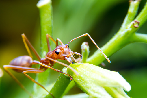 Red fire ant worker on tree, closeup, focus on head and Jaw