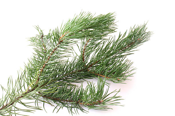 istock branches of fir tree isolated on white background 488600122