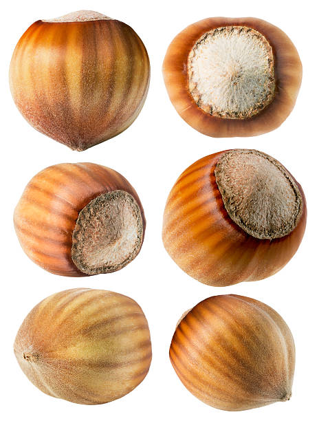 istock collection of hazelnuts isolated on the white background 488600476