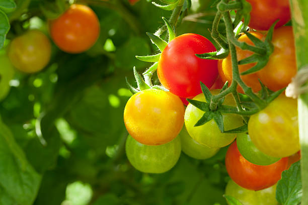 Homegrown cherry tomatoes Homegrown cherry tomatoes in garden vine tomatoes stock pictures, royalty-free photos & images