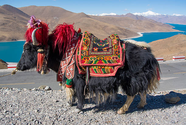 istock Yak, Native animal of Tibet, China 488600938