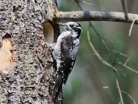 Female Three-Toed Woodpecker (Picoides tridactylus) near the nest hollow. Moscow region, Russia