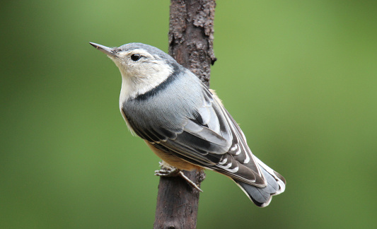 A white breasted nuthatch (Sitta carolinensis) perching on a branch in summer.