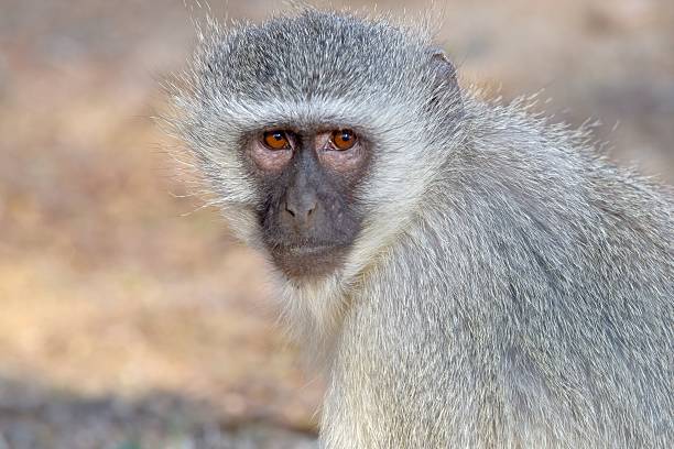 istock Vervet Monkey in Kruger Park 488602824