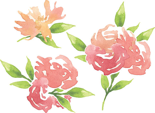 illustrazioni stock, clip art, cartoni animati e icone di tendenza di biglietto d'auguri floreali element. - bouquet rose peony rosé