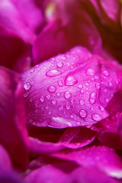istock Pink wild rose wet leaves with water drops 488603232